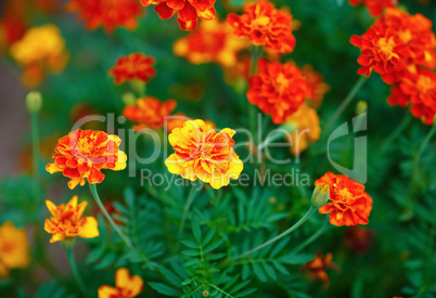 Bright marigold flowers