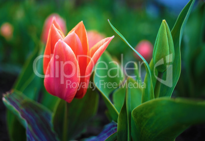 Scarlet tulip flower