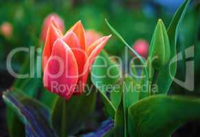Scarlet tulip flower