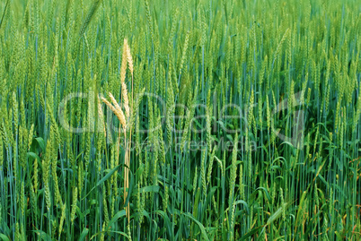 Green wheat ears