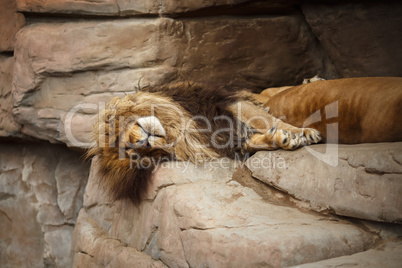Lion resting on the rocks