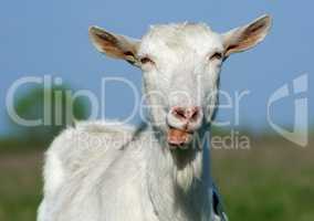 Goat shows tongue