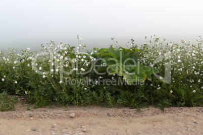 Weeds in the fog