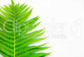 Green fern with copy space