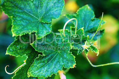 Leaves of cucumber