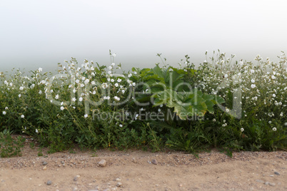 Weeds in the fog