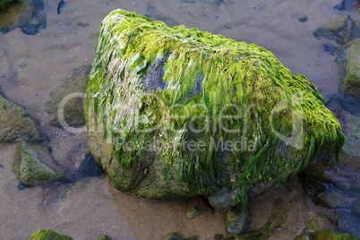 Stone with algae