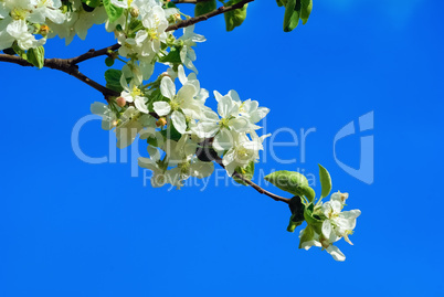 Blossoming tree branch