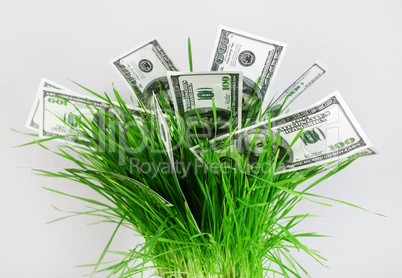 Money in grass