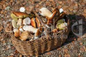 Mushrooms in the basket