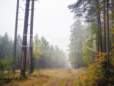 Autumn forest after rain