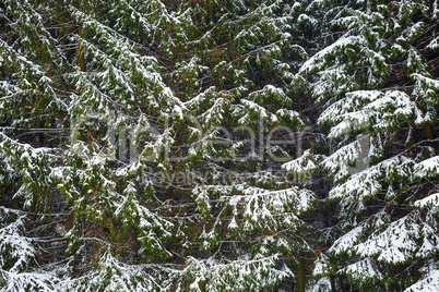 Fir trees in the snow