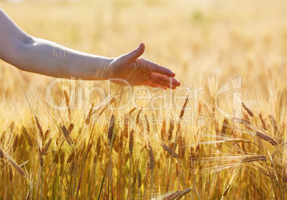 Hand touches wheat ears
