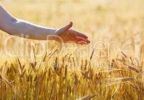 Hand touches wheat ears