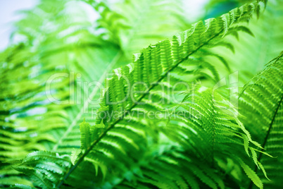 Green fern