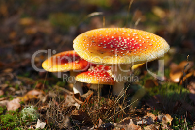 Amanita muscaria