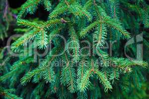 Fir-tree branch background