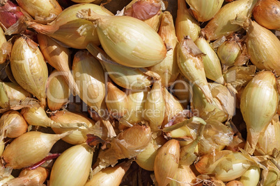 Onions crop background