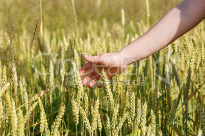 Hand and ears of cereals