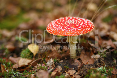 Amanita muscaria