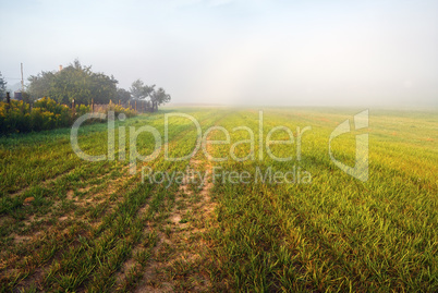 Foggy field at morning