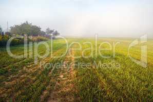 Foggy field at morning