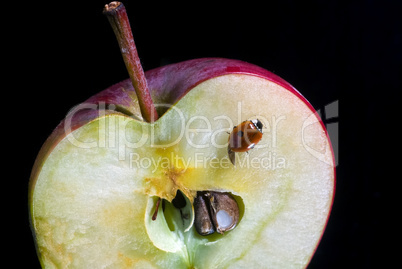 Apple and ladybug