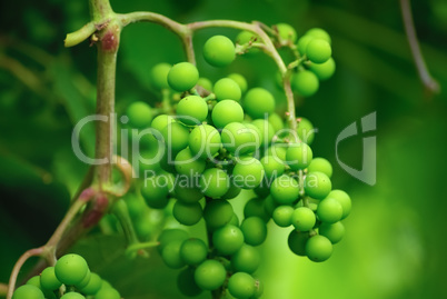 Unripe green grapes