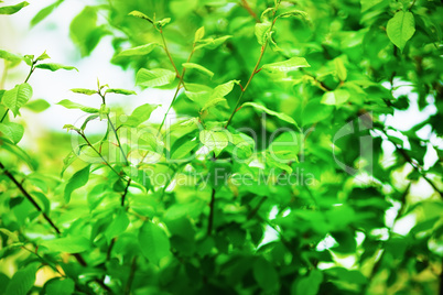 Fresh green foliage
