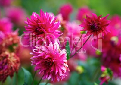 Purple chrysanthemum flowers