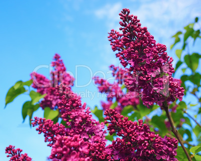 Beautiful lilac flowers