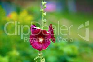Maroon mallow flower
