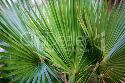 Three palm leaf closeup.