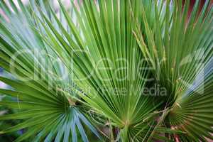 Three palm leaf closeup.