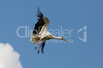 Stork flies