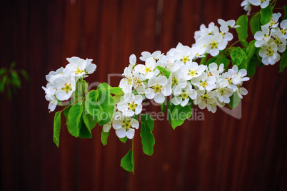 Blossoming tree branch