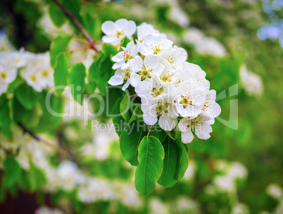 Spring blossoms