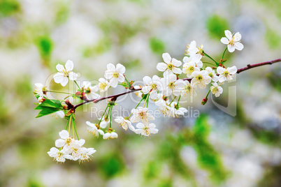 Blossoming tree branch