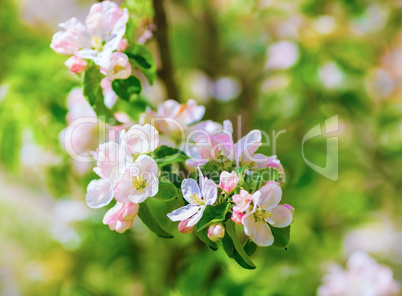 Blossoming tree branch