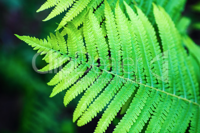 Leaf of fern