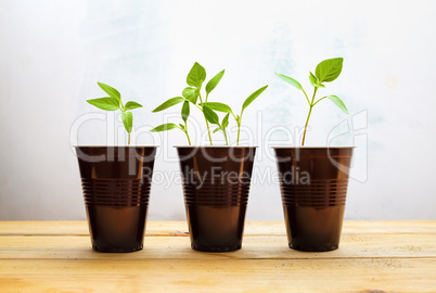 Small green plants