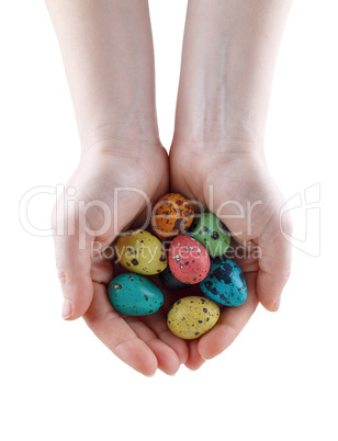 Quail eggs in hands