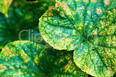 Leaves of the pumpkin