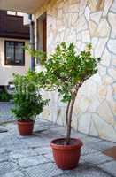 Trees in pots outdoors