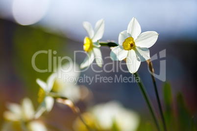 Daffodils and smooth bokeh