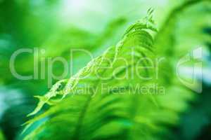 Blurred fern leaves