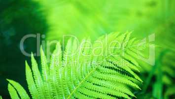 Bright green fern
