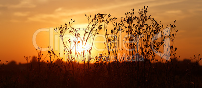 Sunset in countryside