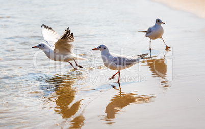 Seagulls on the beach