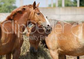 Horses eat hay